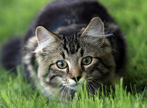 Valeries Katzenwelt